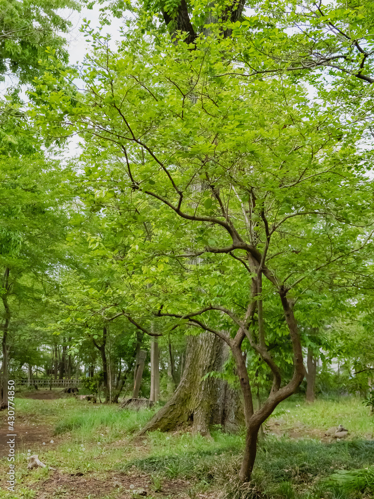 公園