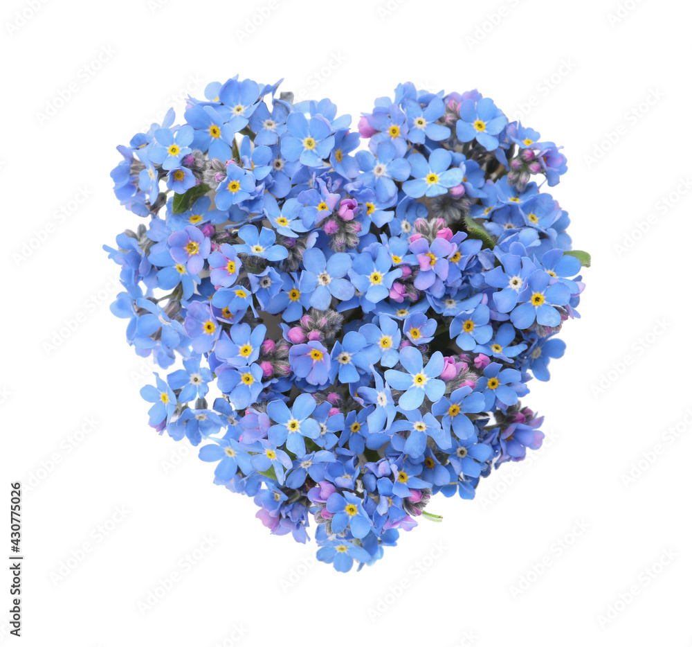 Obraz premium Heart made with blue Forget-me-not flowers isolated on white
