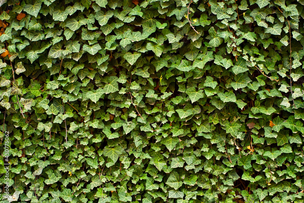 Shrub leaves on a concrete wall background. The texture of the fence covered with greenery. Shrub leaves on a concrete wall background. The texture of the fence covered with greenery.