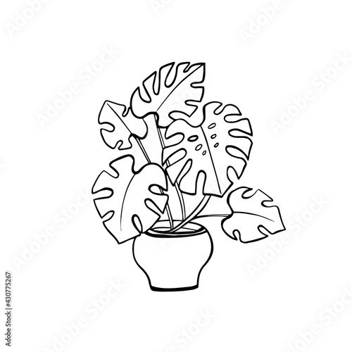 Indoor monstera flower in a pot. Sketch, the outline of a plant in a hand-drawn doodle style. Vector illustration for design.