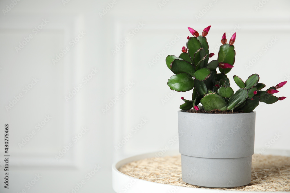 Beautiful Schlumbergera (Christmas or Thanksgiving cactus) in pot on table against white wall. Space for text