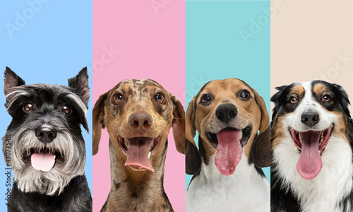 Photography Art collage made of funny dogs different breeds on multicolored studio background