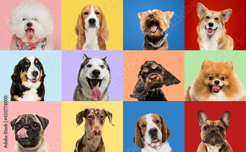 Art collage made of funny dogs different breeds on multicolored studio background.