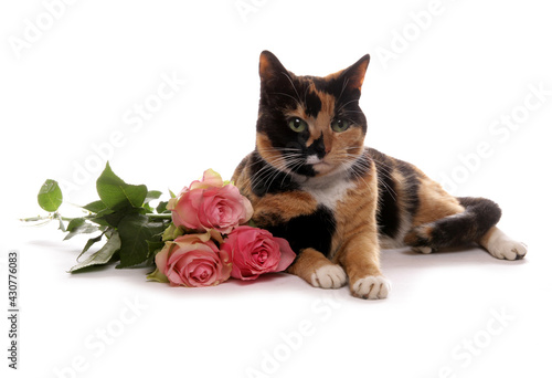 Fotografie moggy cat with flowers