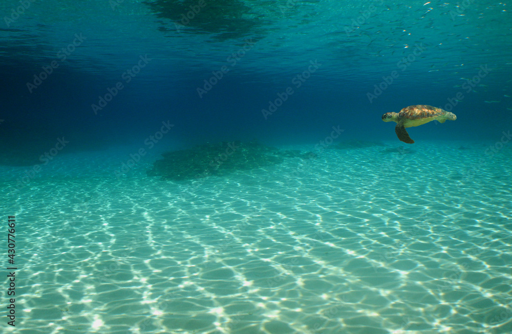 Fototapeta premium sea turtle , underwater scene , caribbean sea , Venezuela