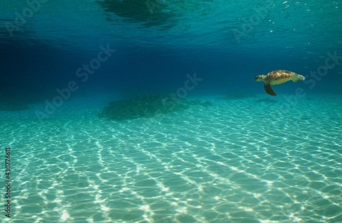 sea turtle , underwater scene , caribbean sea , Venezuela