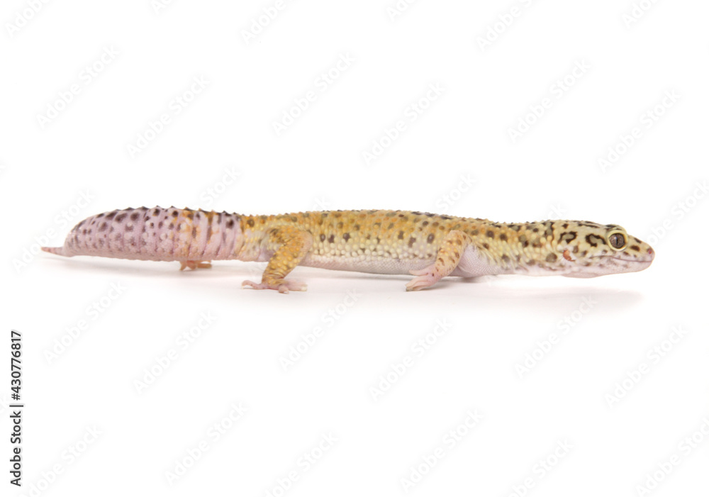 Obraz premium Leopard Gecko