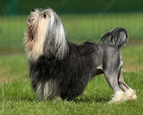 Löwchen - Little Lion Dog