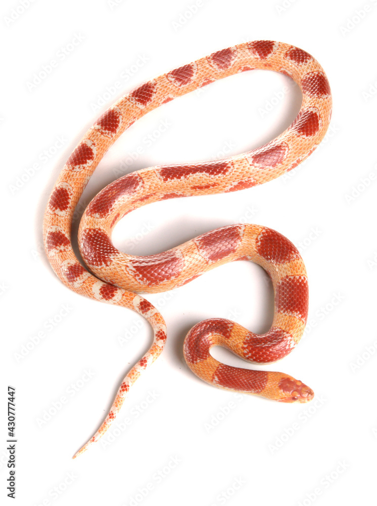 Obraz premium corn cross milksnake
