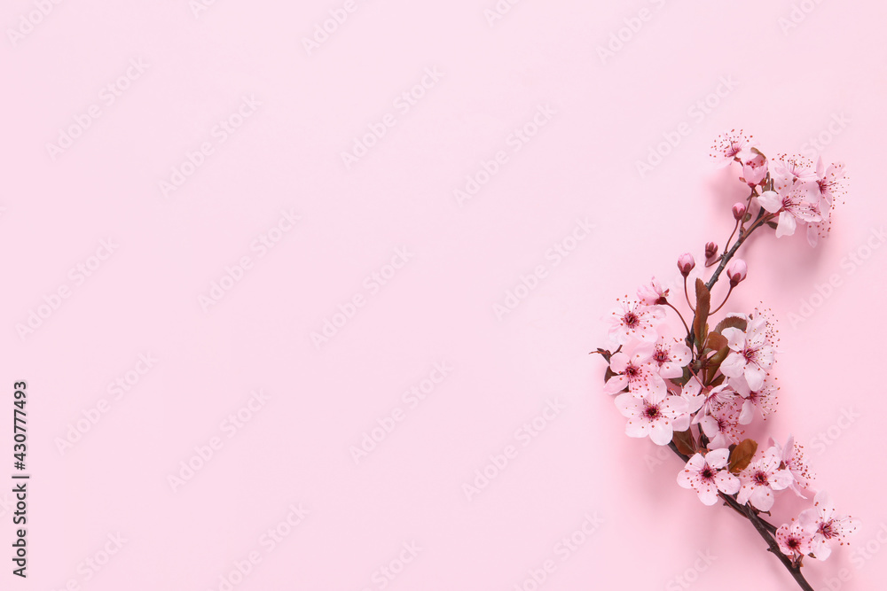 Sakura tree branch with beautiful blossoms on pink background, flat lay. Space for text Sakura tree branch with beautiful blossoms on pink background, flat lay. Space for text