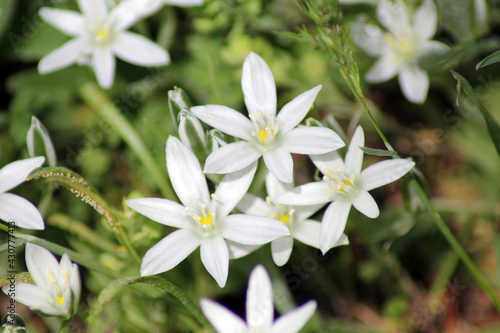 Flowers blossomed in the mountains in Turkey's Kırşehir province