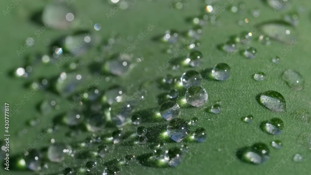 Water drops on a green grass leaves after rain, macro 4k Water drops on a green grass leaves after rain, macro 4k