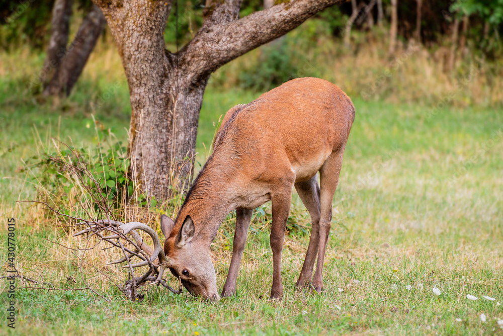 A magnificent male deer is eating in the woods