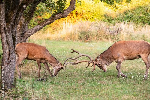 Two male deer fight with their big antlers