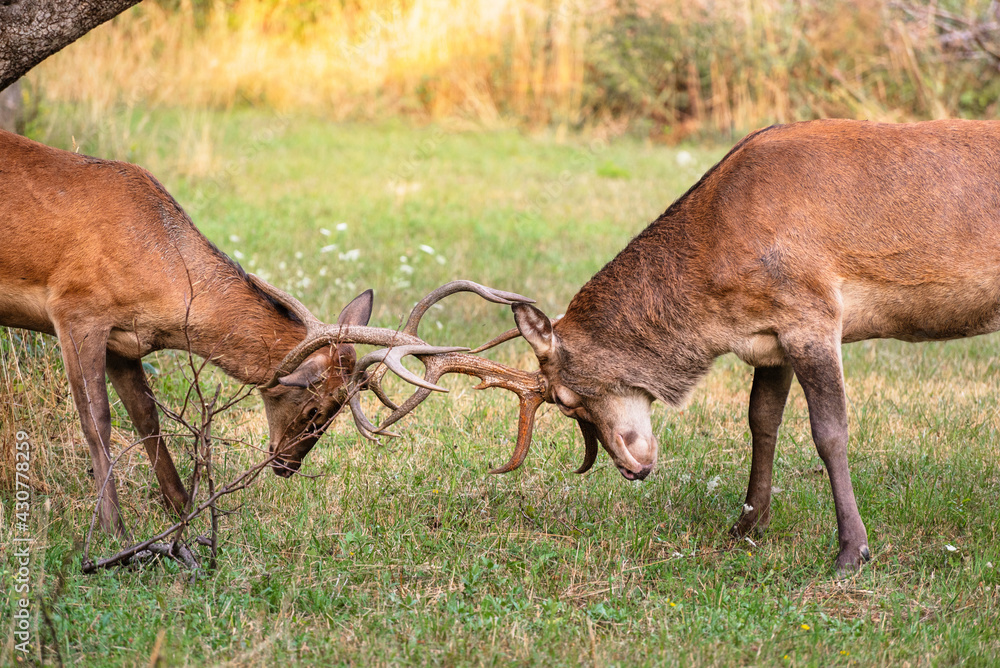 Two male deer fight with their big antlers