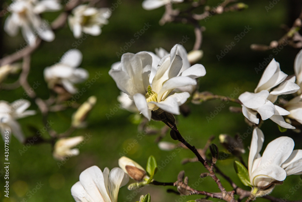 Beautiful white magnolia flowers in the spring season on the magnolia tree. Magnolia flowering background. Beautiful white magnolia flowers in the spring season on the magnolia tree. Magnolia flowering background.