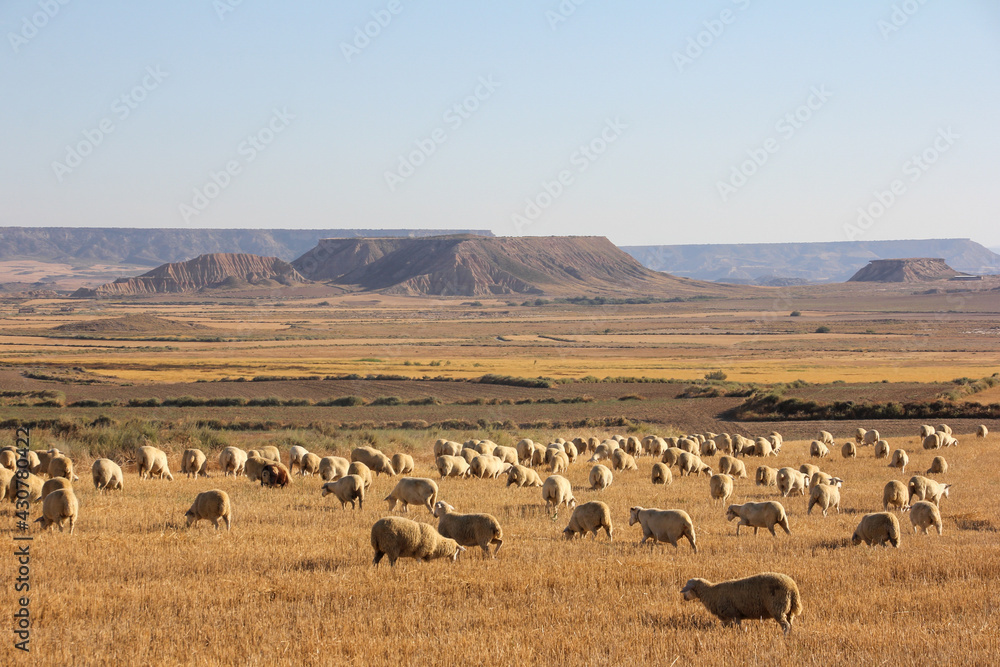 Φωτογραφία Sheep walking through the desert lands and dry vegetation of the Bárdenas Reales