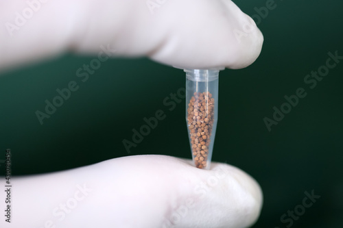 A lot of seeds in capsule with hand rubber gloves .Gymnocalycium mihanovichii for garden. cactus succulent plant farm .with copyspace. Selective focus.Green Background. 