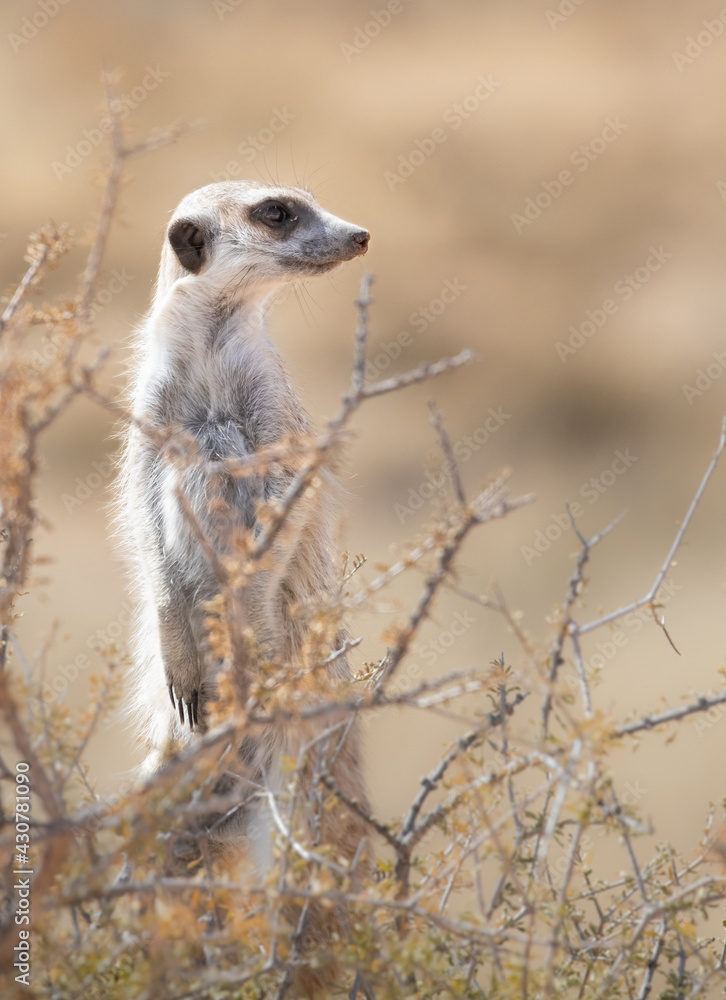 Fototapeta premium meerkat on the lookout