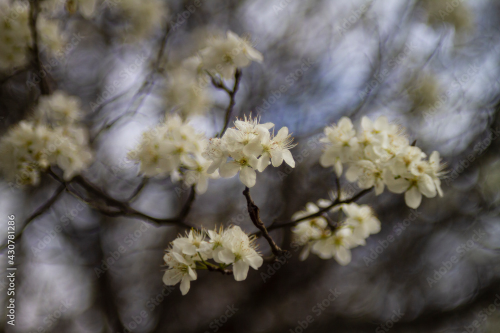 Spring blossoms with blue sky.