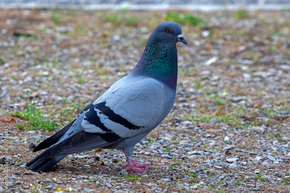Colorful pigeon (Columba livia) in a park in Athens, Greece. Colorful pigeon (Columba livia) in a park in Athens, Greece.