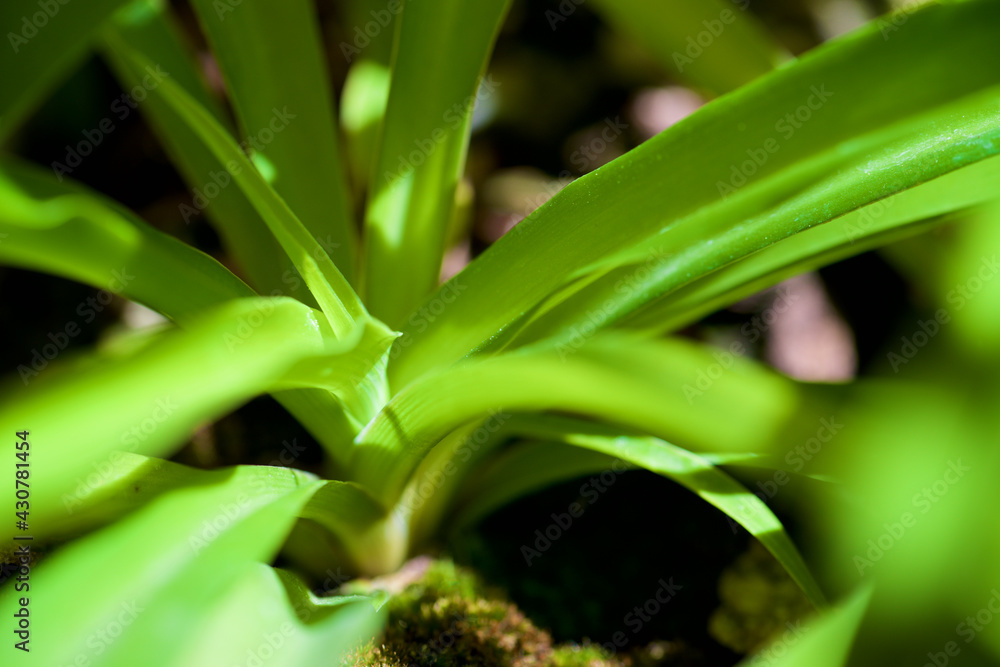 Obraz premium Green plant view