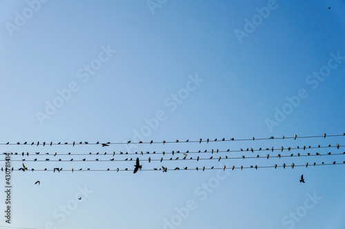 Canvas Print birds on wire