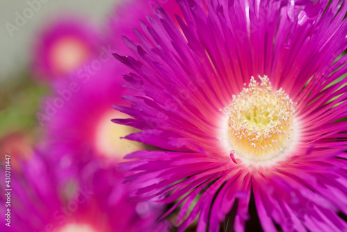 Pink flower view