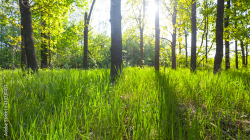 green forest glade with long shadows in light of sun, natural outdoor background