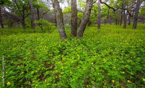 Fototapeta Naklejka Na Ścianę i Meble -  wet spring forest glade with flowers, outdoor natural background