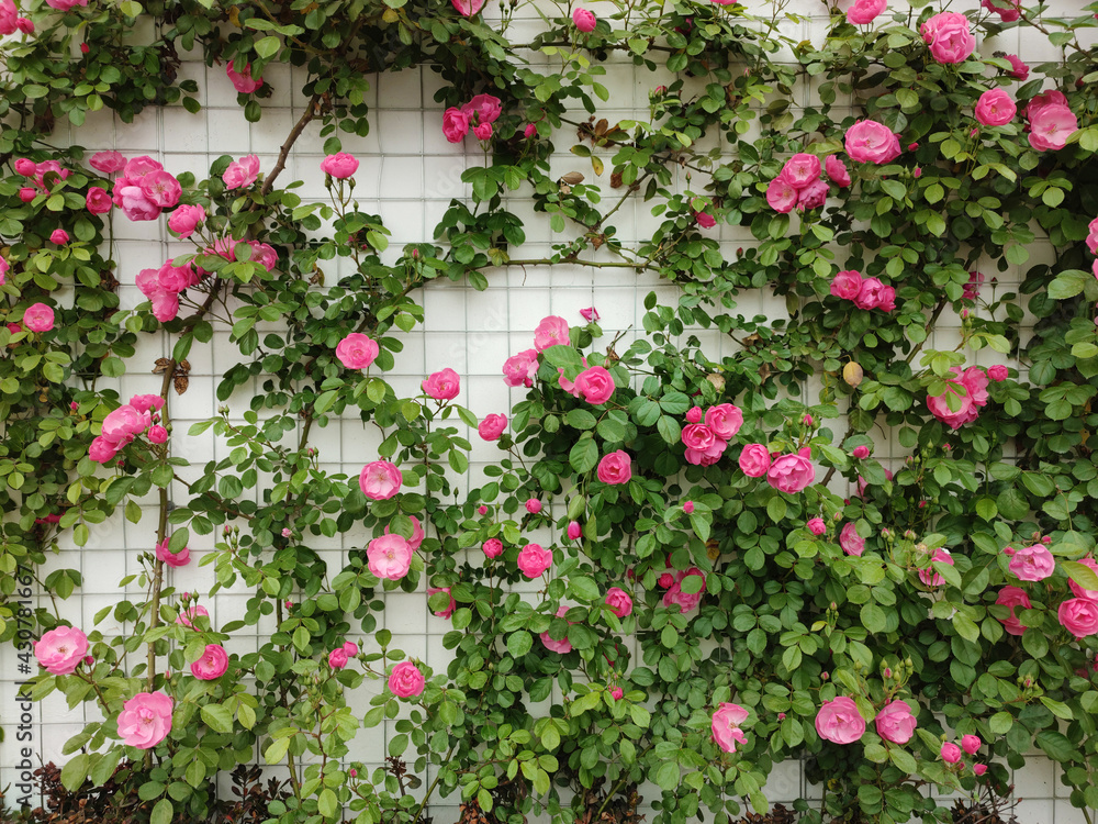 groups of roses blossoms with green leaves on the white wall 
