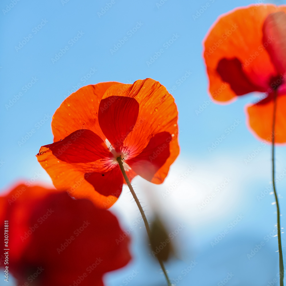 Obraz premium Summer background