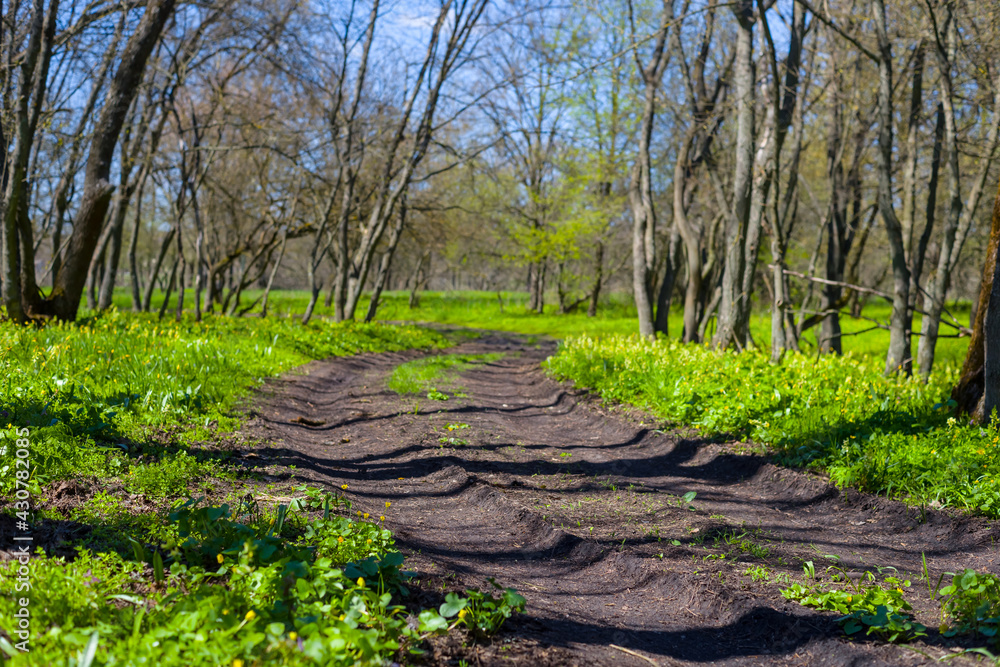 rural ground road through the green forest, spring travel background rural ground road through the green forest, spring travel background
