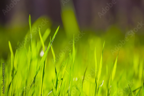 closeup green grass in forest, spring natural plant background © Yuriy Kulik