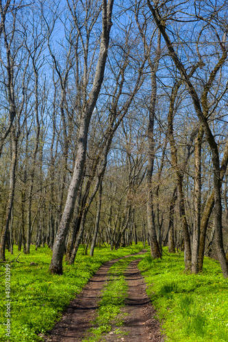 rural ground road through the green forest, spring travel background
