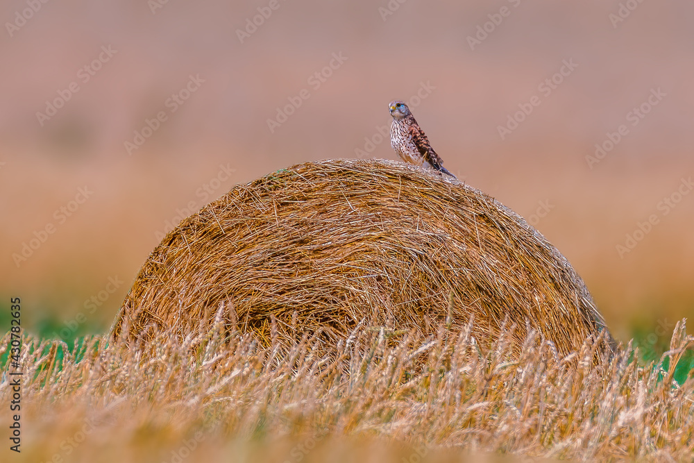 Obraz premium beautiful colorful bird sits and looks