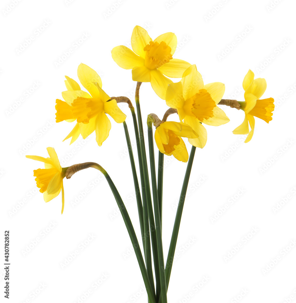 Beautiful blooming yellow daffodils on white background Beautiful blooming yellow daffodils on white background