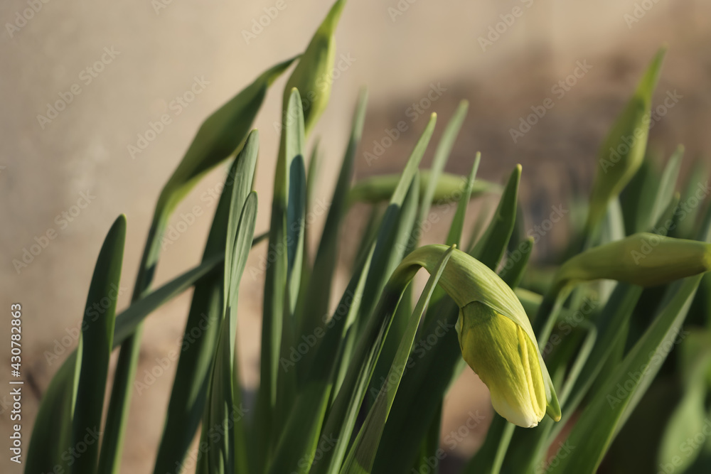 Fototapeta premium Daffodil plants growing in garden on sunny day, closeup