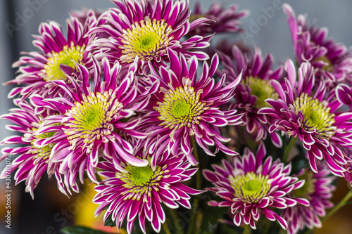 close up of chrysanthemum