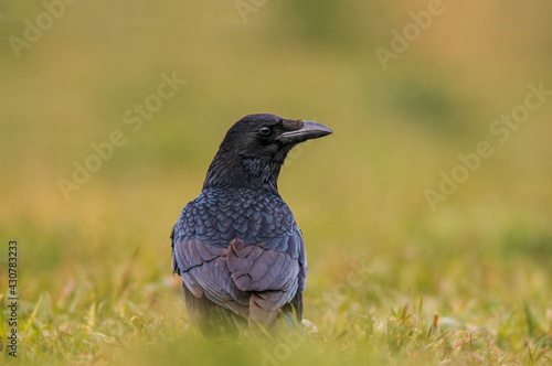 beautiful colorful bird sits and looks