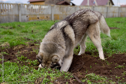 the husky dog digs a hole in the ground