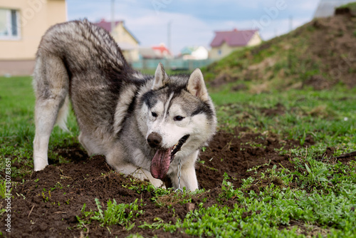 Dog digs the ground. Face husky dog in the sand. Side view