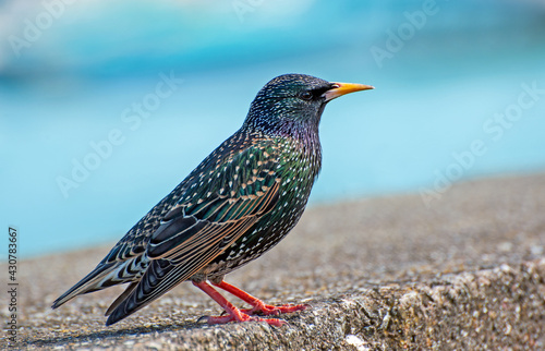 Beautiful starling on a stone parapet close-up, Irish common bird , Latin name Sturnus vulgaris