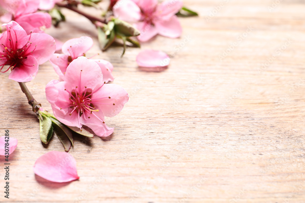 Beautiful sakura tree blossoms on wooden background, closeup. Space for text Beautiful sakura tree blossoms on wooden background, closeup. Space for text
