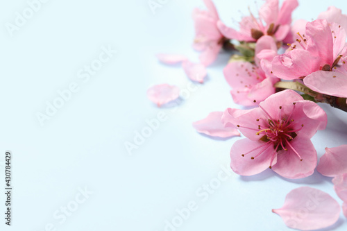 Beautiful sakura tree blossoms on light blue background, closeup. Space for text