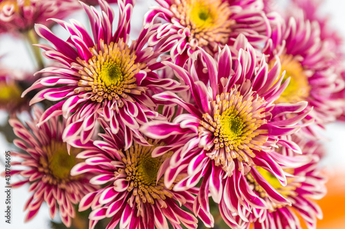 Delightful raspberry chrysanthemums in a large plan.