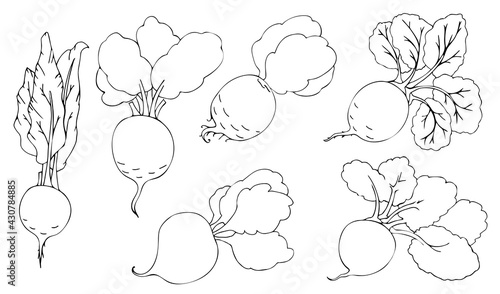 Collection Contour image Root vegetable or beet, vegetable with leaves. Line art by hand. Vector illustration. Summer season