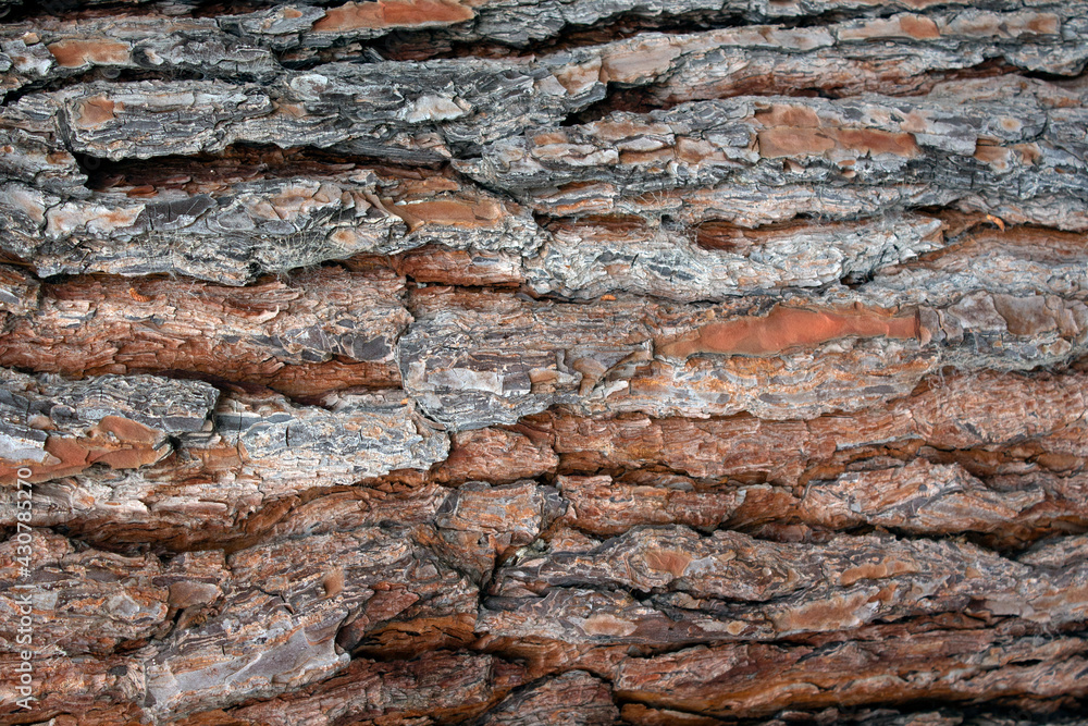 close-up on pine tree trunk. wooden background close-up on pine tree trunk. wooden background