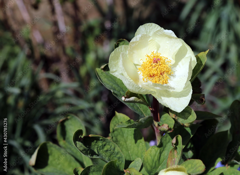 Close up of a yellow peony bloom, Derbyshire England
Close up of a yellow peony bloom, Derbyshire England