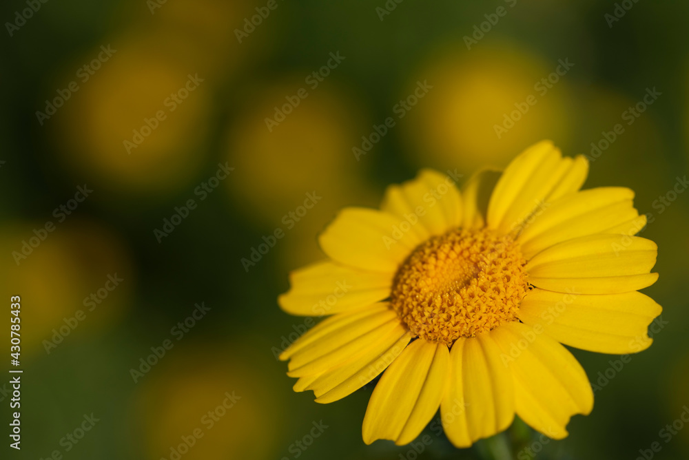 Close-up of a yellow margarite with petals and pollen against a green background in nature Close-up of a yellow margarite with petals and pollen against a green background in nature